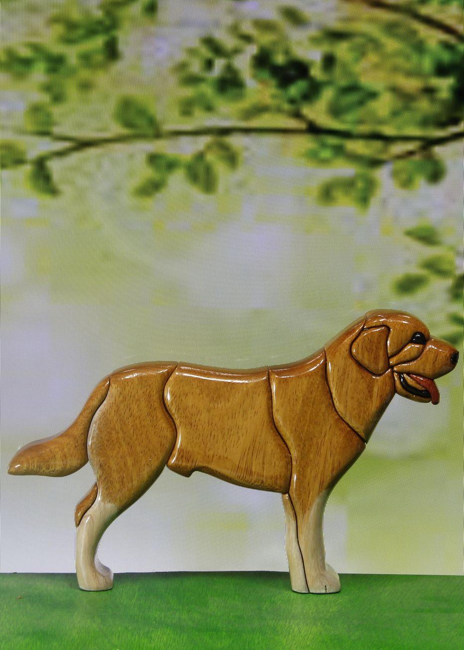 Labrador Standing